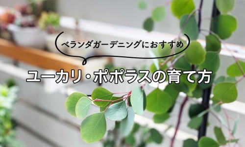 琪宁黄体酮吃3天有效果吗-吃琪宁黄体酮软胶囊的作用网 - 为你提供琪宁黄体酮胶囊副作用大吗、琪宁黄体酮吃3天有效果吗